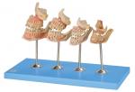 Buy cheap Development Human Teeth Model for Hospitals , Schools , Colleges Training from wholesalers