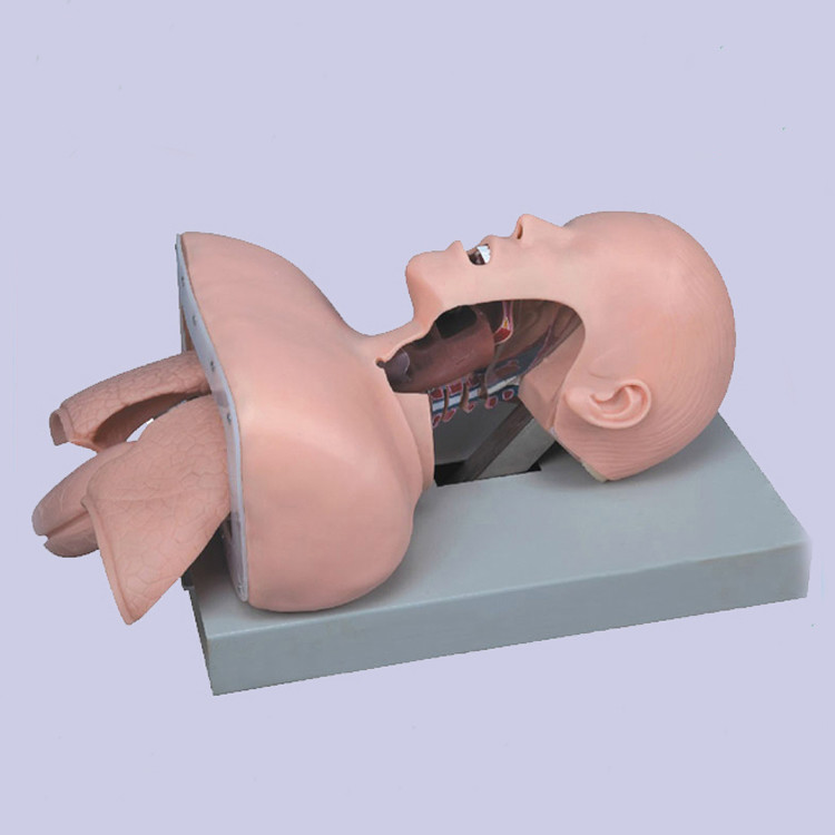 Buy cheap Medical Anatomy Human Airway Training Manikin Model Advanced Trachea Intubation Simulation from wholesalers