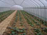 Buy cheap Small Size Single Span Greenhouse , Easy Operate Polyethylene Foil Greenhouse from wholesalers