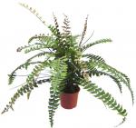 Buy cheap Plastic Artificial Potted Floor Plants Boston Fern Leaves For Decor from wholesalers
