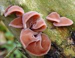 Buy cheap Auricularia Auricula Extract from wholesalers