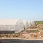 Buy cheap Fruits Growing Agricultural Polyethylene Film Greenhouse Hot Dip Galvanized from wholesalers