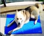 Buy cheap New Cool for Summer Pet Ice Mat /Summer Pet Bed Ice Bed Double Heat Dissipation Dog Cat Ice Mat PVC 65*50cm from wholesalers