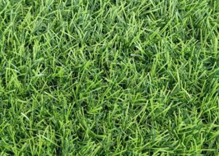 Buy cheap 45MM Dark Green Artificial Playground Synthetic Grass SGS Approved from wholesalers