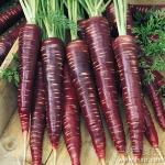 Buy cheap Purple carrot vegetable carrot picking carrots carrot company bulk carrot bulk carrots for sale from wholesalers