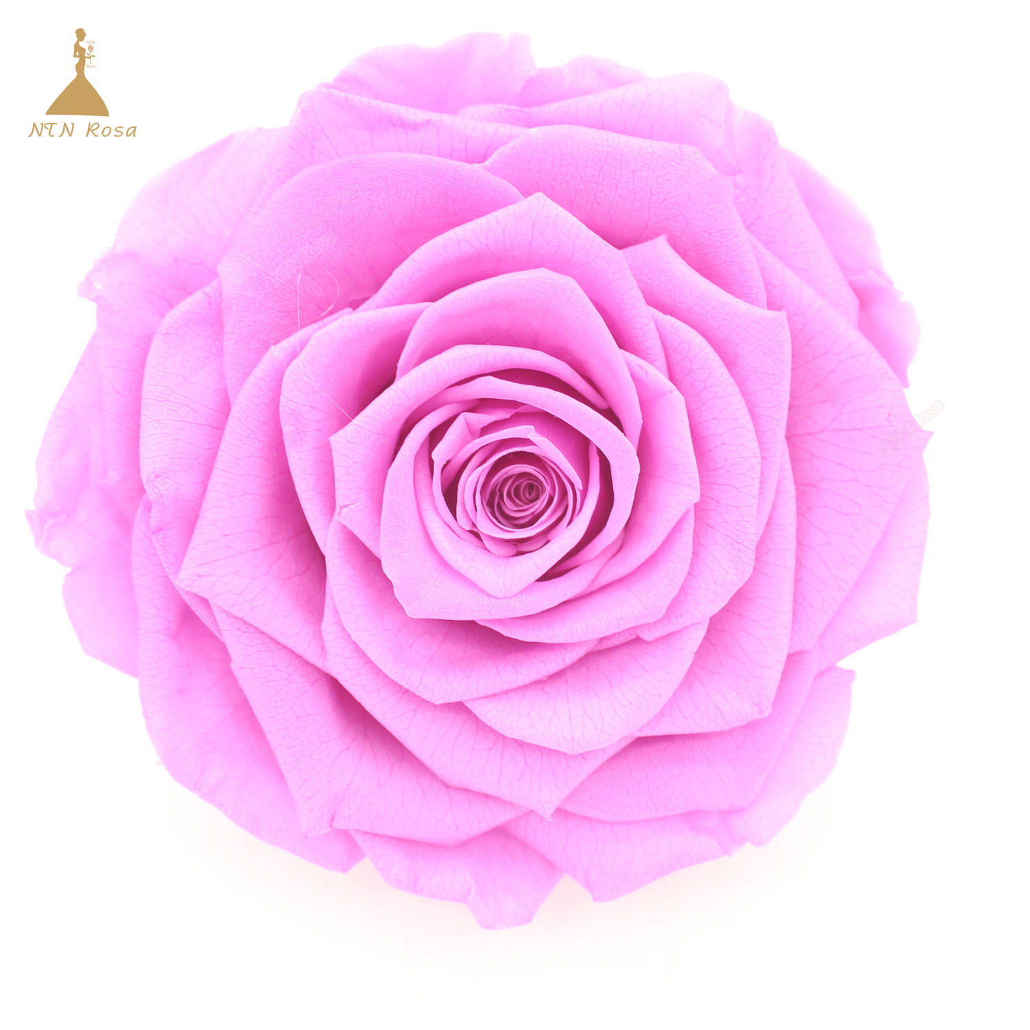 Buy cheap Grade A Real Touch Artificial Rose Silk Flower Head Party Wedding Decor Craft DIY from wholesalers