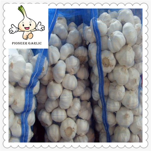 Quality China Garlic 2016 Natural Garlic 5.5cm new fresh white garlic of 20kg/mesh bag for sale