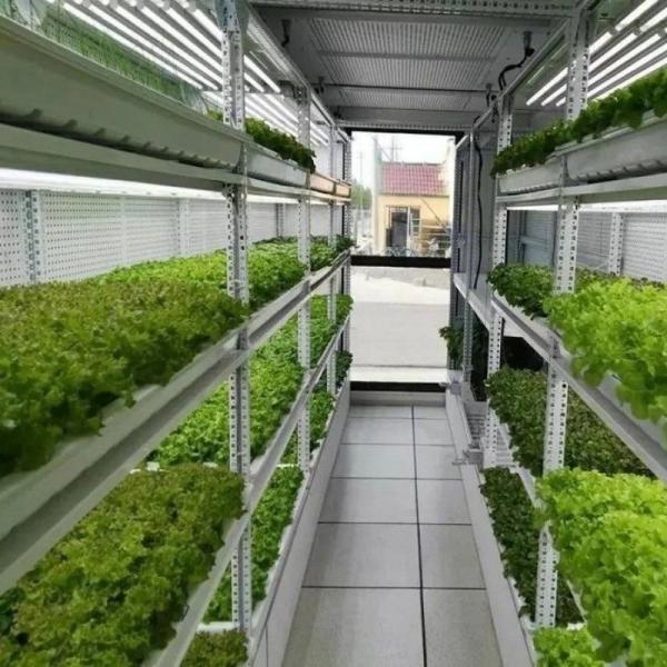 Buy cheap Multi-Span Agricultural Greenhouses 40ft Container Hydroponic Vertical Farming System from wholesalers