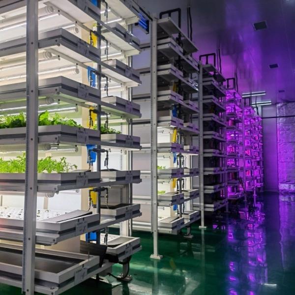 Quality Leafy Greens Container Greenhouse Roofing Sheet JX-A00103 Suitable for Leaf Vegetable for sale