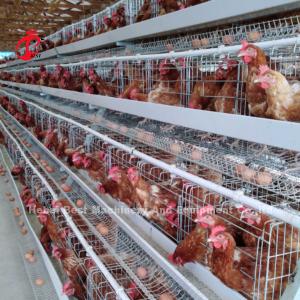 Buy cheap Automatic 120 Birds Poultry Farm Layer Cage Silver Adela from wholesalers