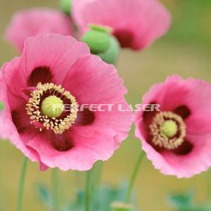 Buy cheap 8G DDR Vertical 3.5PL 200W Foldable UV Wall Printer from wholesalers