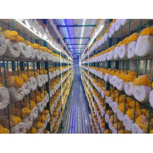 Buy cheap Commercial Mushroom Container Farm with 5000-Bag Capacity from wholesalers