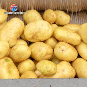 Buy cheap Ginger Potato Carrot Taro Sweet potato Yam Saiko persimmon papaya horseshoe Sealed Cover Type Peeling Machine Wash Washer Washing Cleaning from wholesalers