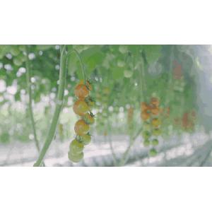 Buy cheap 660nm 3000K High PPFD LED Grow Light from wholesalers