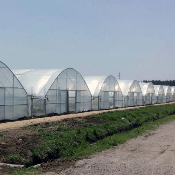 Buy cheap Seedling Cultivation Juxiang Hydroponic Farm Film Greenhouse with Customized Request from wholesalers