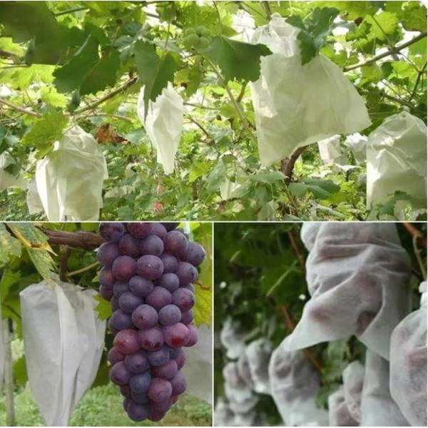 Quality Waterproof Plant Protection Bag To Protect Grapes Vegetable Practical for sale