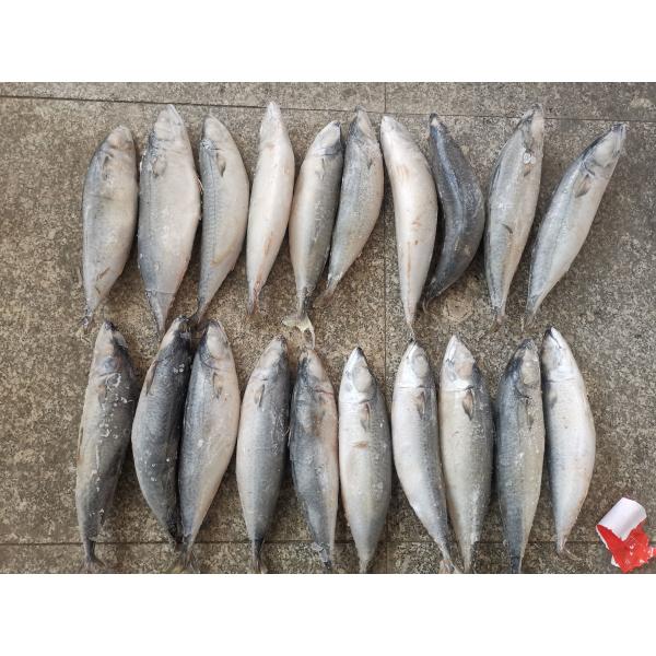 Quality 3ppm Below Histamine IQF BQF Frozen Mackerel Fish for sale