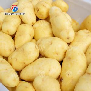 Buy cheap Ginger Potato Carrot Taro Sweet potato Yam Saiko persimmon papaya horseshoe Sealed Cover Type Peeling Machine Wash Washer Washing Cleaning from wholesalers