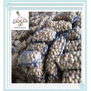 Buy cheap Red Garlic Normal White Garlic Purple Garlic 6.0cm in Carton or Mesh bags from wholesalers