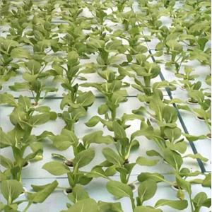 Buy cheap RoHs Hydroponic Growing Medium Foam Seeding Plant Eco Friendly from wholesalers