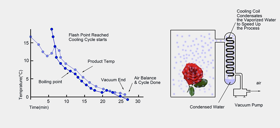 CE certificate fresh flowers/ herbs vacuum cooler shiped to Airline