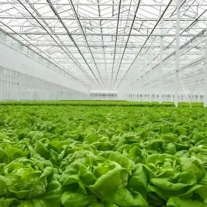 Galvanized Steel structure With Hydroponic Growing Systems Automated Intelligent