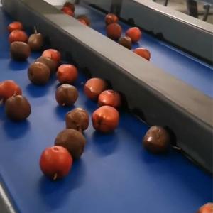 PLC Control Hawthorn Sorting Machine For Automated Applications And Reliable