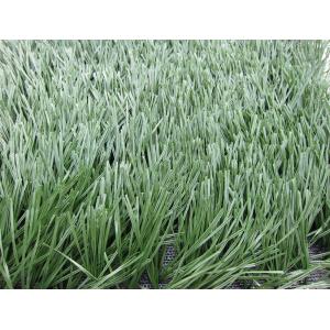 Buy cheap Lead Free Football Artificial Grass 50 MM 9500Dtex PE Material product
