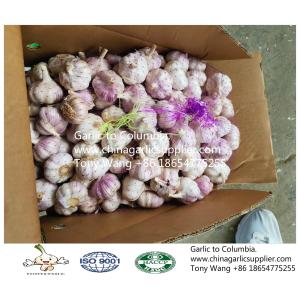 Buy cheap 2019 China garlic to Columbia. new crop with good price. from wholesalers