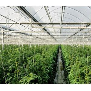 Buy cheap High Elasticity Polyethylene Film Greenhouse For Vegetables / Cucumber / Tomato from wholesalers