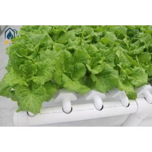 Buy cheap NFT Hydroponic Lettuce Hydroponic System With PVC Tube Hydroponic Setup product