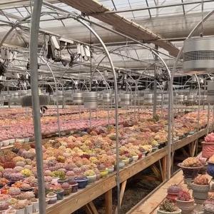 Buy cheap Glass Greenhouse Hydroponic Vegetable System for Maximum Water Efficiency from wholesalers