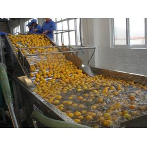 Full Automatic Fruit Processing Equipment Surfing Bubble Washing Machine