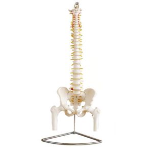 Buy cheap Easy Clean 80cm Human Vertebral Column Model With Pelvis Colored Muscle from wholesalers