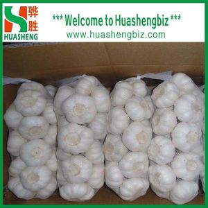 Buy cheap Normal white garlic from wholesalers