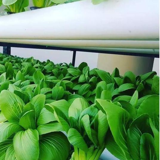 Multi-Span Greenhouse with Hydroponics and Steel Structure The Perfect