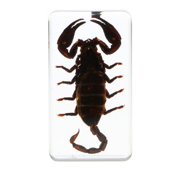 Insect Specimen Resin Paperweight Biology Anatomy Education Teaching Tool