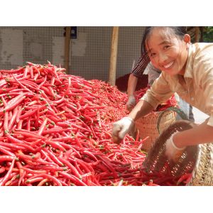 Buy cheap 4cm-7cm Erjingtiao Dried Chilis Strong & Pungent Chilli Flavor from wholesalers