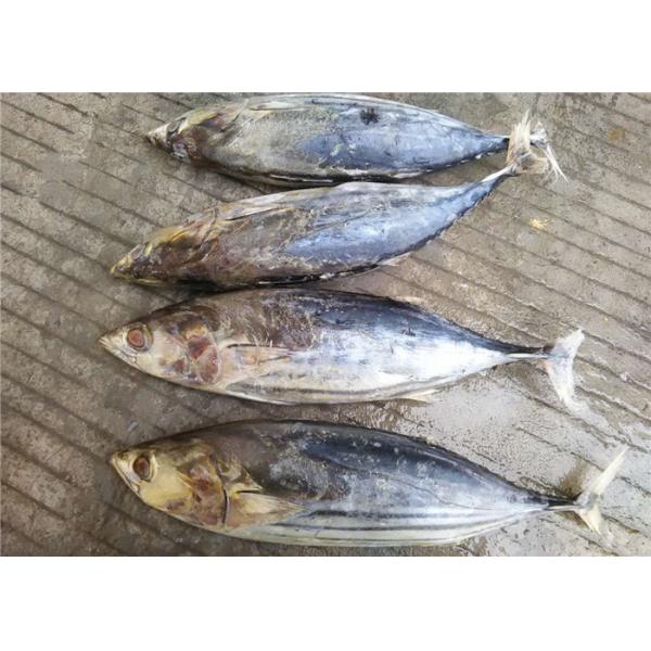 Quality 6 Fatty Acids Whole Round Seafrozen 3kg Freezing Skipjack Tuna for sale