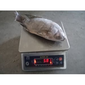Buy cheap High Quality Frozen Gutted Scaled Tilapia Whole Round from wholesalers