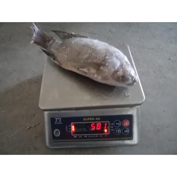 Quality High Quality Frozen Gutted Scaled Tilapia Whole Round for sale