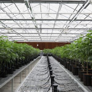 Buy cheap High Light Transmission Venlo Glass Greenhouse Easy Installation from wholesalers