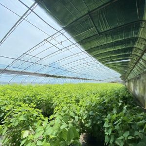 Buy cheap Flower Planting Drip Irrigation System Sunlight Greenhouse with Customized Request from wholesalers