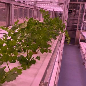 Buy cheap LED Light Indoor Hydroponic Farm Container with Climate Control from wholesalers