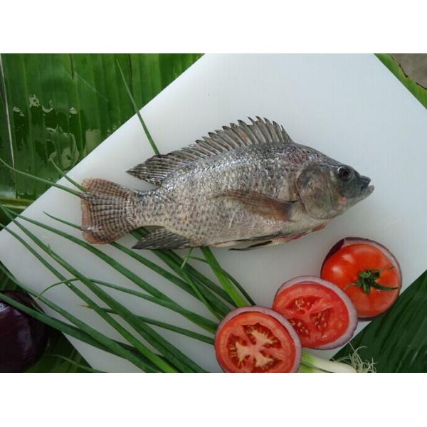 Quality Export Tilapia Whole Round, Tilapia Gutted & Scaled for sale