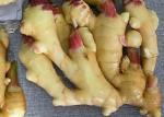 Buy cheap 300g Air Dried Ginger yellow from wholesalers