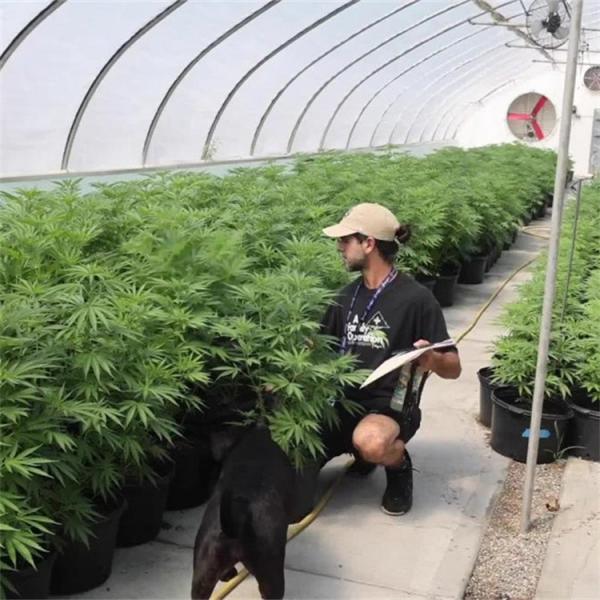 Quality 100% Shading Auto Light Deprivation Greenhouse Length 30-45ft for sale