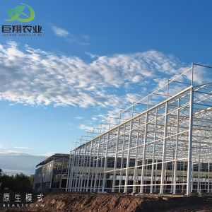 Continuous Heating Arched Roof Greenhouse for Vegetable and Cucumber Exhibition