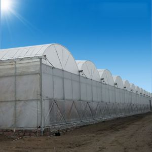 Buy cheap Stable Structure Poly Tunnel Greenhouse Perfect for Commercial Agriculture and Vegetables from wholesalers