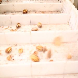 Buy cheap 380V Operated Pecan Shelling Machine With CE Certification from wholesalers